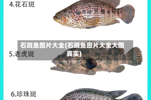 石斑鱼图片大全(石斑鱼图片大全大图真实)