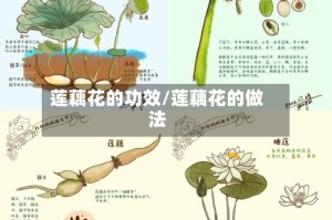 莲藕花的功效/莲藕花的做法
