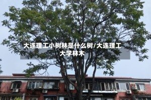 大连理工小树林是什么树/大连理工大学林木