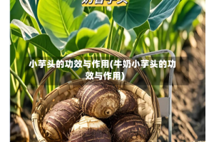 小芋头的功效与作用(牛奶小芋头的功效与作用)
