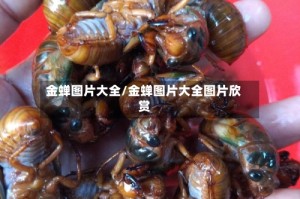 金蝉图片大全/金蝉图片大全图片欣赏