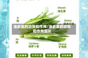 油皮菜的功效和作用/油皮菜的功效和作用图片