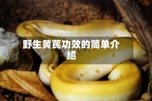 野生黄芪功效的简单介绍