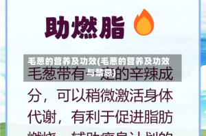 毛葱的营养及功效(毛葱的营养及功效与禁忌)
