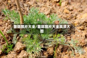 茵陈图片大全/茵陈图片大全高清大图