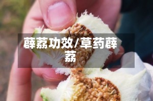 薜荔功效/草药薜荔