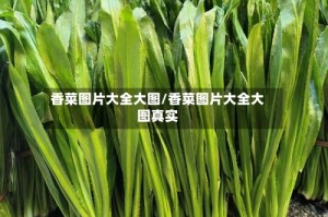 香菜图片大全大图/香菜图片大全大图真实