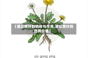 【蒲公英叶的功效与作用,蒲公英叶的药用价值】
