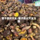 菌子图片大全/菌子图片大全大图