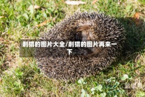 刺猬的图片大全/刺猬的图片再来一下