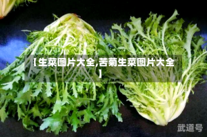 【生菜图片大全,苦菊生菜图片大全】