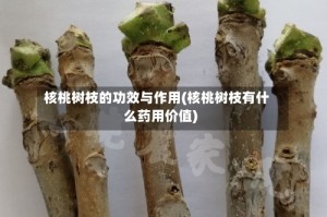 核桃树枝的功效与作用(核桃树枝有什么药用价值)