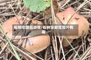 松树伞蘑菇功效/松树伞蘑菇图片有毒
