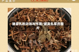 猪鼻孔的功效与作用/猪鼻孔草药图片