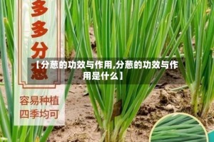 【分葱的功效与作用,分葱的功效与作用是什么】