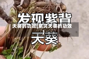 天葵的功效(紫贝天葵的功效)