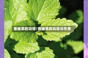 香蜂草的功效/香蜂草的功效与作用