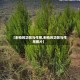 【刺柏的功效与作用,刺柏的功效与作用图片】