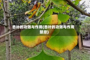 杏叶的功效与作用(杏叶的功效与作用禁忌)