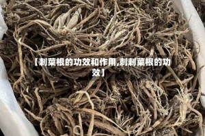 【刺菜根的功效和作用,刺刺菜根的功效】