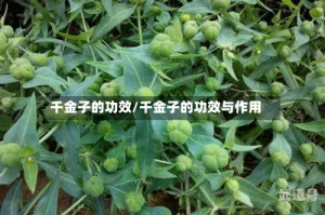 千金子的功效/千金子的功效与作用