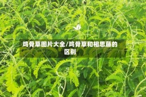 鸡骨草图片大全/鸡骨草和相思藤的区别