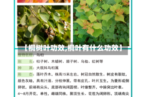 【桐树叶功效,桐叶有什么功效】