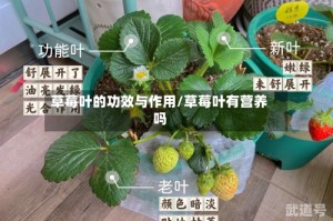 草莓叶的功效与作用/草莓叶有营养吗