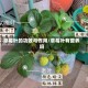 草莓叶的功效与作用/草莓叶有营养吗