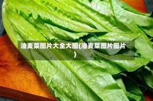 油麦菜图片大全大图(油麦菜图片图片)