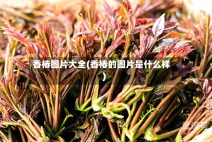 香椿图片大全(香椿的图片是什么样)