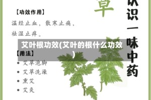艾叶根功效(艾叶的根什么功效)