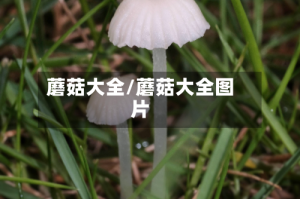 蘑菇大全/蘑菇大全图片
