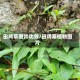 田鸡草图片功效/田鸡草植物图片