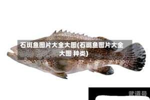 石斑鱼图片大全大图(石斑鱼图片大全大图 种类)