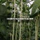 【豇豆图片大全,豇豆图片大全大图真实】