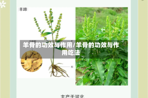 羊骨的功效与作用/羊骨的功效与作用吃法