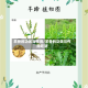 羊骨的功效与作用/羊骨的功效与作用吃法