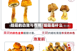 姬菇的功效与作用/姬菇是什么
