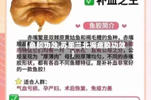 【鱼胶功效,苏里兰北海鱼胶功效】