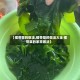 【裙带菜的做法,裙带菜的做法大全 裙带菜的家常做法】