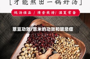 薏豆功效/薏米的功效和禁忌症