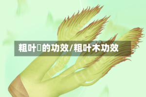 粗叶粄的功效/粗叶木功效