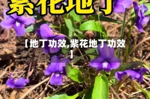 【地丁功效,紫花地丁功效】