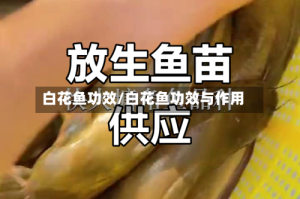 白花鱼功效/白花鱼功效与作用
