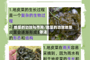 地菜的功效与作用/地菜的功效地菜做法
