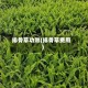 排骨草功效(排骨草费用)