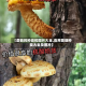 【蘑菇的种类和图片大全,食用菌菇种类大全及图片】