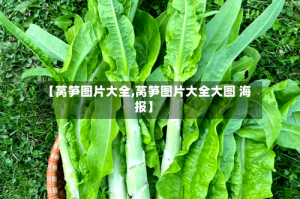 【莴笋图片大全,莴笋图片大全大图 海报】