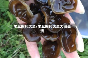 木耳图片大全/木耳图片大全大图高清